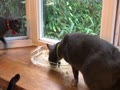 ペロペロペロ ペロペロペロ